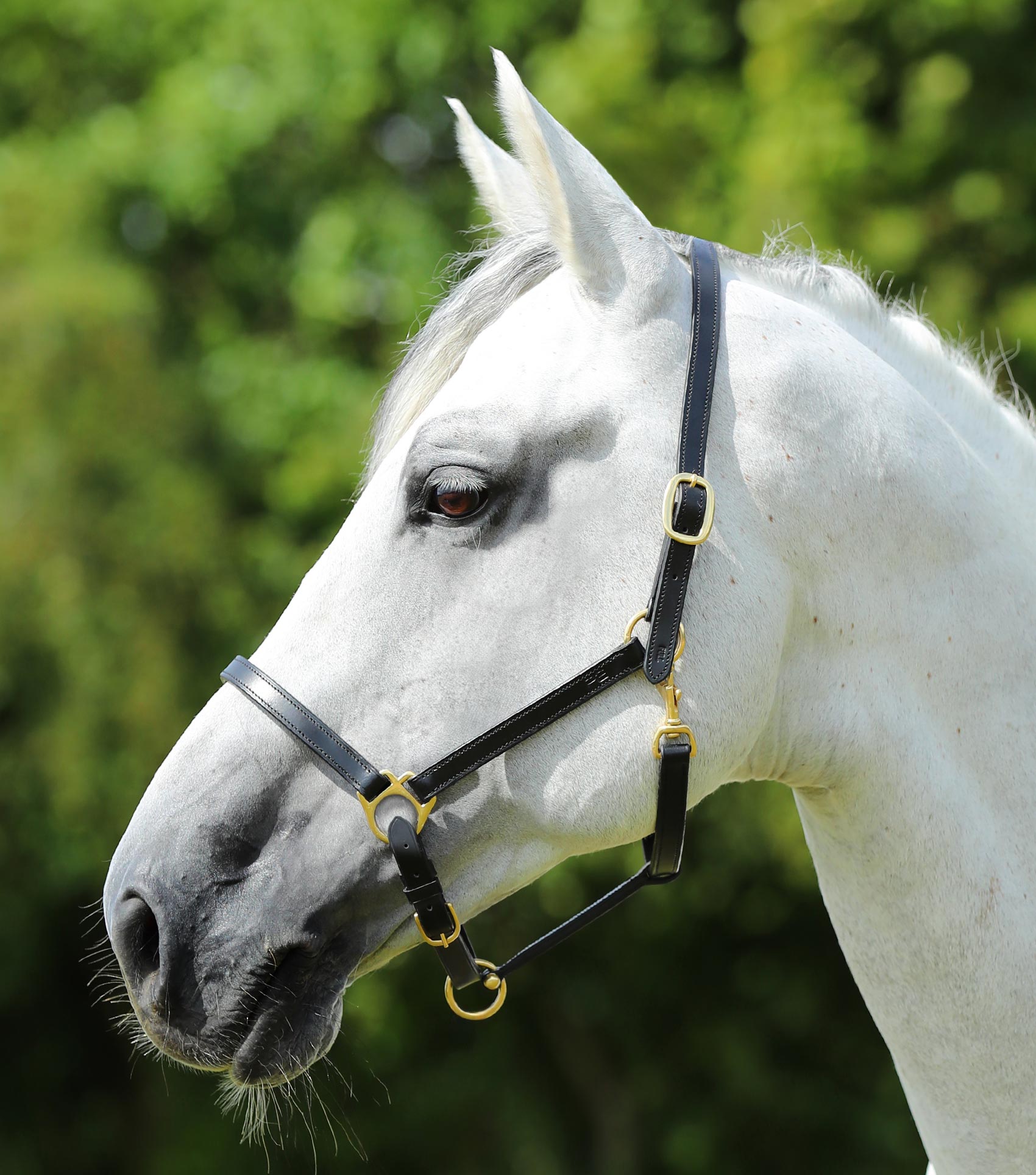 Padded Leather Halter by Premier Equine