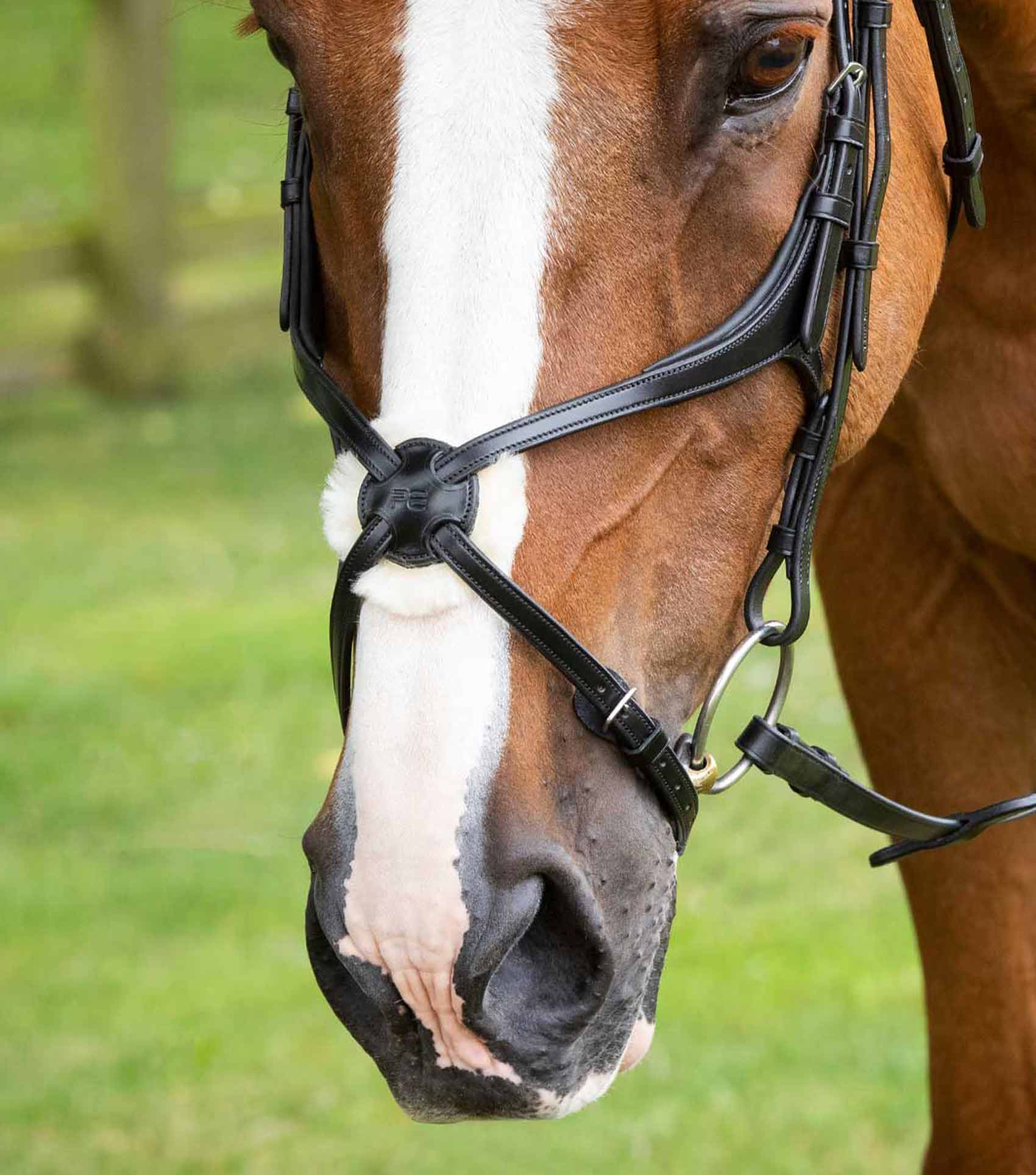 Grackle noseband store