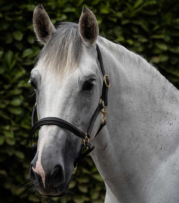 Padded Leather Head Collar