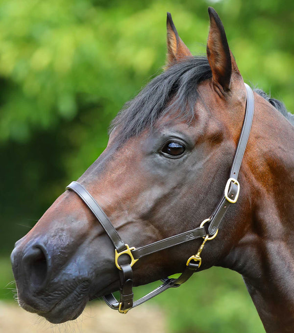 Plain Leather Head Collar